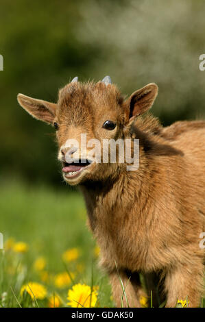 Pygmy Goat or Dwarf Goat, capra hircus, 3 Months Old Baby Goat Calling Stock Photo