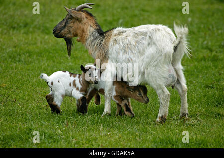 PYGMY GOAT OR DWARF GOAT capra hircus, MOTHER WITH KID Stock Photo