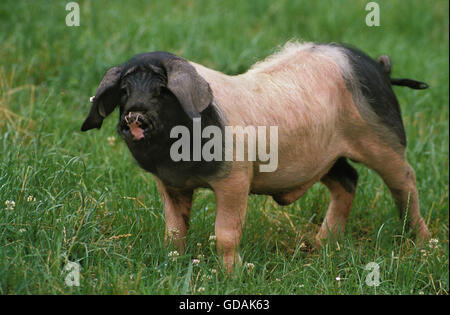 BASQUE PIG, A FRENCH BREED Stock Photo