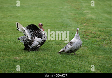 ROYAL TURKEY, MALE AND FEMALE ON GRASS Stock Photo