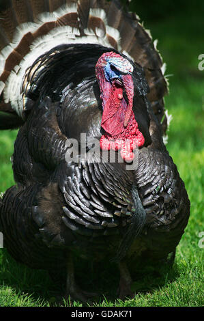 American Bronze Turkey, Male Displaying with Tail Fanned Out Stock Photo