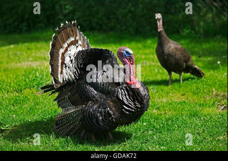 American Bronze Turkey, Female with Male Displaying with Tail Fanned Out Stock Photo