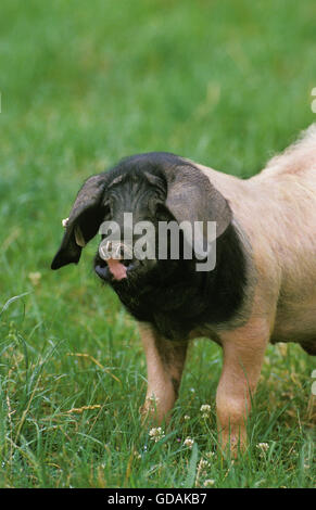 Basque Domestic Pig, a French Breed Stock Photo