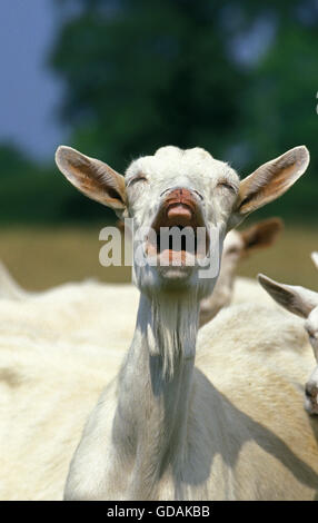 SAANEN GOAT, ADULT CALLING Stock Photo