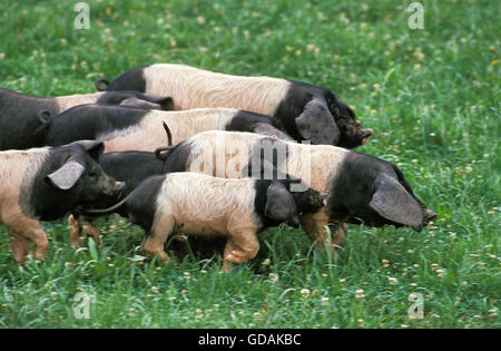 Basque Pig, a French Breed, Group Stock Photo