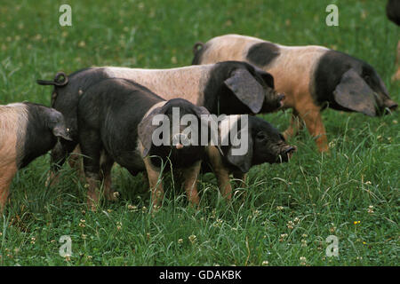 Basque Pig, a French Breed, Group Stock Photo