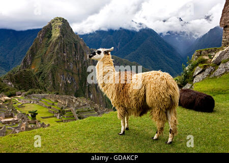 LLAMA lama glama AT MACHU PICCHU, THE LOST CITY OF INCAS, PERU Stock Photo
