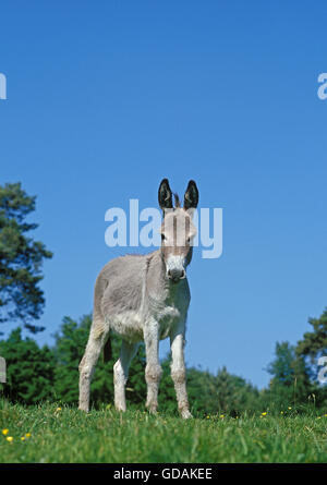 Grey Domestic Donkey, a French Breed Stock Photo