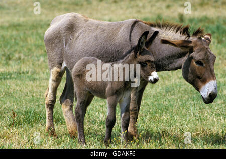 Grey Domestic Donkey, a French Breed, Mother and Foal Stock Photo