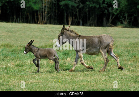 French Grey Donkey, Female with Foal Trotting Through Meadow Stock Photo