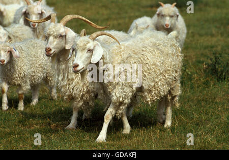 Angora Goat, Breed Producing Mohair Wool Stock Photo