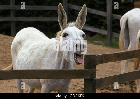 Egyptian White Donkey Braying, Calling Stock Photo