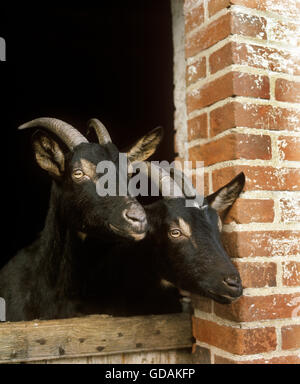 Alpine Chamoisee Goat, a French Breed, Goats at Stable Stock Photo