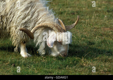 Angora Goat, Breed Producing Mohair Wool, Billy Goat Stock Photo