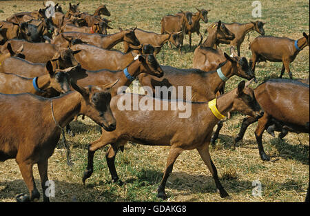 Alpine Chamoisee Goat, a French Breed,  Herd of Females Stock Photo