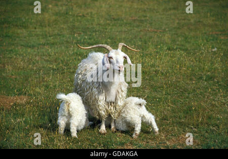Angora Goat, Breed producing Mohair Wool, Female with Baby goat suckling Stock Photo