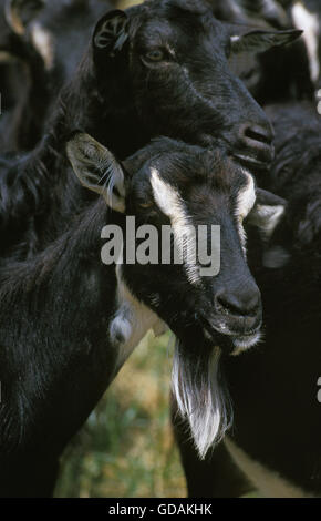 POITEVINE GOAT, A FRENCH BREED, PORTRAIT OF ADULT Stock Photo