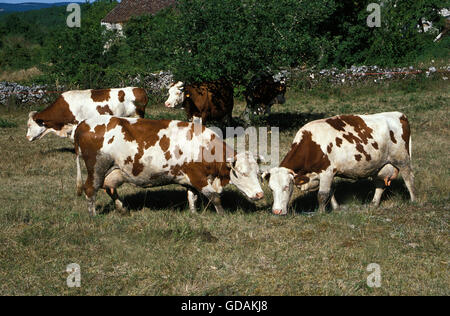 Montbeliarde Cattle, a French Breed, Herd of Cows Stock Photo