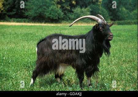 Poitevine Goat, a French Domestic Goat Breed, Billy goat Stock Photo