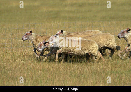 Charollais Sheep, a French Breed, Herd running through Meadow Stock Photo