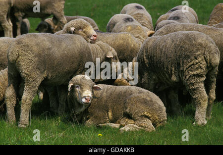 Merino Sheep, Herd Stock Photo - Alamy