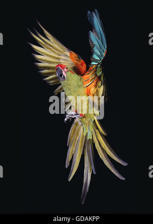 Military Macaw, ara militaris, Adult in Flight Stock Photo