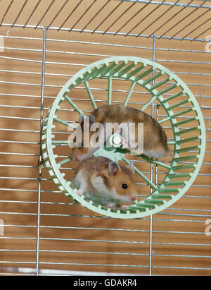 Golden Hamster, mesocricetus auratus, playing in Cage Stock Photo