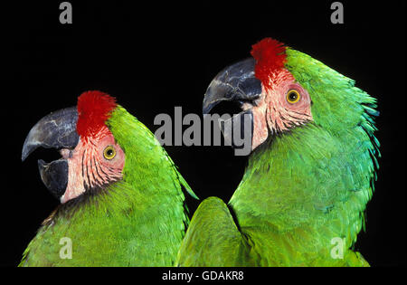 Military Macaw, ara militaris, Adults calling Stock Photo