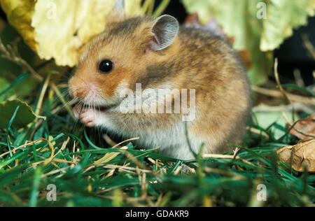 Golden Hamster, mesocricetus auratus, Adult eating Stock Photo