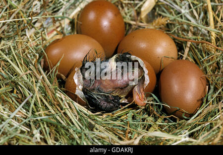 Domestic Chicken, Chick hatching from Egg Stock Photo