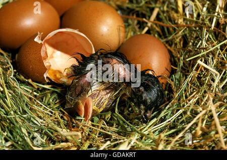Domestic Chicken, Chick Hatching from egg Stock Photo