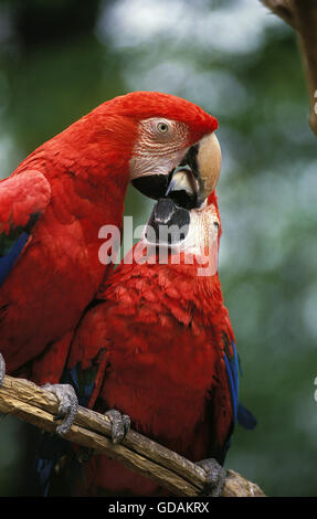 SCARLET MACAW ara macao, PAIR BILLING Stock Photo