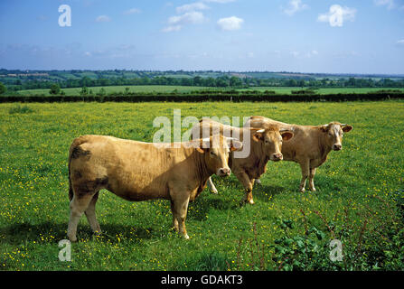 CATTLE STANDING IN MEADOW Stock Photo