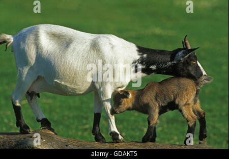 Domestic Goat with Kid Stock Photo