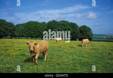 Domestic Cattle in Meadow Stock Photo