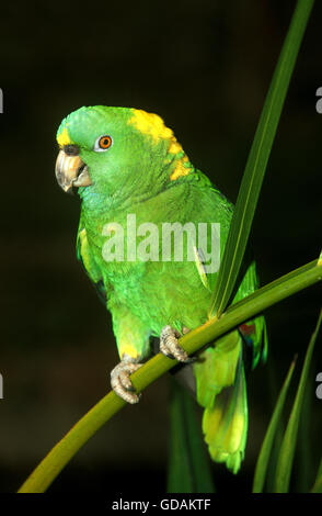 Yellow-Naped Amazon Parrot, amazona auropalliata, Adult Stock Photo