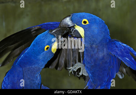Hyacinth Macaw, anodorhynchus hyacinthinus, Adults, social Interaction Stock Photo