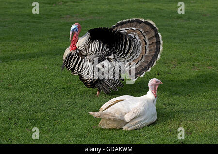 Male and Female Turkey, Male displaying with its Feathers fanned, showing its Plumage, Normandy Stock Photo