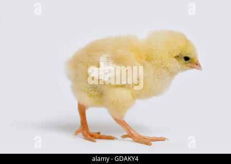 Chick against White Background Stock Photo