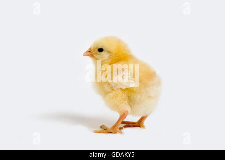 Chick against White Background Stock Photo