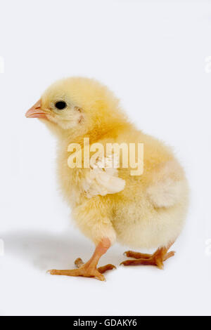 Chick against White Background Stock Photo