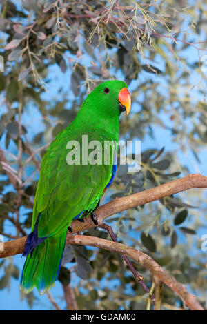 ECLECTUS PARROT eclectus roratus, MALE ON BRANCH Stock Photo