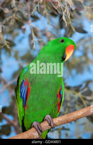Eclectus Parrot, eclectus roratus, Male on Branch Stock Photo