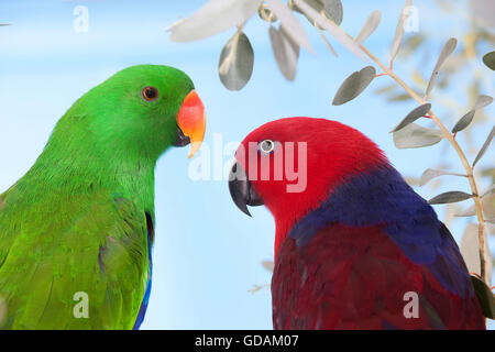 MALE AND FEMALE ECLECTUS PARROT eclectus roratus Stock Photo