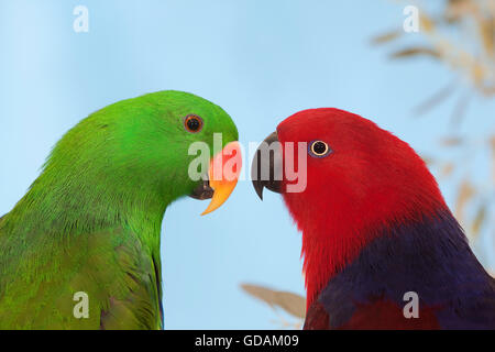 Pair of Eclectus Parrot, eclectus roratus, Red Female and Green Male Stock Photo