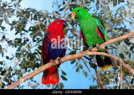 Eclectus Parrot, eclectus roratus, Pair on Branch, Male (green) and Female (Red) Stock Photo