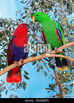 Eclectus Parrot, eclectus roratus, Male with Female on Branch Stock Photo
