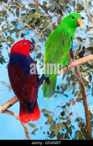 Eclectus Parrot, eclectus roratus, Male in Flight against White ...