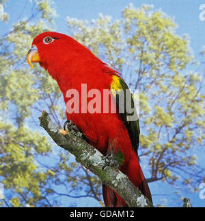 CHATTERING LORY lorius garrulus, ADULTE ON BRANCH Stock Photo