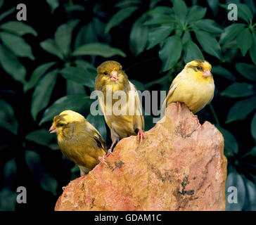 Yorkshire Canaries Stock Photo